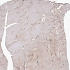 Immunohistochemical staining of human skeletal muscle shows very weak positivity in myocytes as expected.