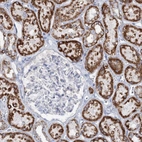Immunohistochemical staining of human kidney shows high expression.