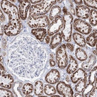 Immunohistochemical staining of human kidney shows high expression.