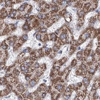 Immunohistochemical staining of human liver using Anti-MCCC2 antibody HPA038300.
