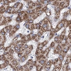 Immunohistochemical staining of human liver using Anti-MCCC2 antibody HPA038300.