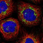 Immunofluorescent staining of human cell line A-431 shows localization to mitochondria.