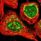 Immunofluorescent staining of human cell line A-431 shows positivity in nucleus, nucleoli & mitochondria.