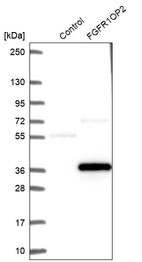 Western blot analysis in control (vector only transfected HEK293T lysate) and FGFR1OP2 over-expression lysate (Co-expressed with a C-terminal myc-DDK tag (~3.1 kDa) in mammalian HEK293T cells, LY414429).