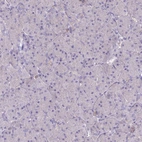 Immunohistochemical staining of human pancreas shows low expression as expected.