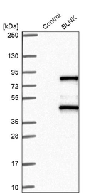 Western blot analysis in control (vector only transfected HEK293T lysate) and BLNK over-expression lysate (Co-expressed with a C-terminal myc-DDK tag (~3.1 kDa) in mammalian HEK293T cells, LY402244).