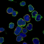 Immunofluorescent staining of human cell line REH shows localization to plasma membrane & cytoplasmic bodies.