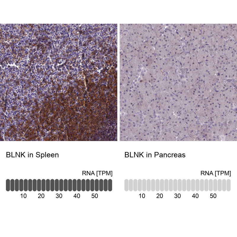 Anti-BLNK Antibody