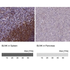 Anti-BLNK Antibody