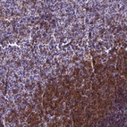 Immunohistochemical staining of human spleen shows high expression.
