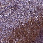 Immunohistochemical staining of human spleen shows high expression.