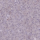 Immunohistochemical staining of human pancreas shows low expression as expected.