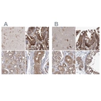 Anti-EIF3A Antibody