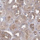 Immunohistochemical staining of human kidney using Anti-EIF3A antibody HPA038315.