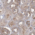 Immunohistochemical staining of human kidney using Anti-EIF3A antibody HPA038315.