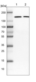 Lane 1: NIH-3T3 cell lysate (Mouse embryonic fibroblast cells)_br/_Lane 2: NBT-II cell lysate (Rat Wistar bladder tumour cells)