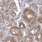 Immunohistochemical staining of human kidney using Anti-EIF3A antibody HPA038316.
