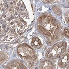 Immunohistochemical staining of human kidney using Anti-EIF3A antibody HPA038316.