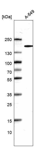 Anti-DHX29 Antibody