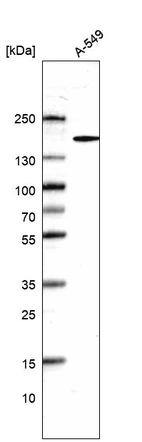 Anti-DHX29 Antibody
