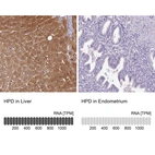 Anti-HPD Antibody