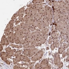Immunohistochemical staining of human pancreas shows moderate to strong nuclear positivity in exocrine glandular cells.