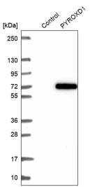 Western blot analysis in control (vector only transfected HEK293T lysate) and PYROXD1 over-expression lysate (Co-expressed with a C-terminal myc-DDK tag (~3.1 kDa) in mammalian HEK293T cells, LY411022).