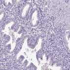 Immunohistochemical staining of human endometrium shows no positivity in glandular cells as expected.