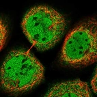 Immunofluorescent staining of human cell line A-431 shows localization to nucleoplasm & cytosol.