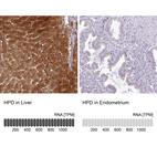 Anti-HPD Antibody