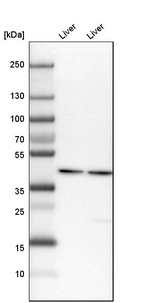 Western blot analysis in mouse liver tissue and rat liver tissue.