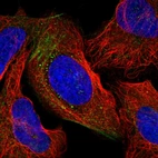 Immunofluorescent staining of human cell line U-2 OS shows localization to actin filaments & vesicles.