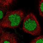 Immunofluorescent staining of human cell line A-431 shows localization to nucleus.