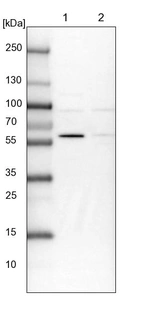 Lane 1: NIH-3T3 cell lysate (Mouse embryonic fibroblast cells)_br/_Lane 2: NBT-II cell lysate (Rat Wistar bladder tumour cells)