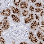 Immunohistochemical staining of human kidney shows strong membranous positivity in cells in tubules.