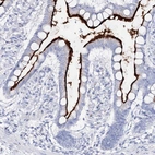 Immunohistochemical staining of human small intestine shows strong positivity in apical membrane in glandular cells.