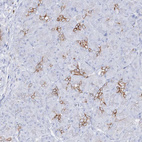 Anti-SLC3A1 Antibody