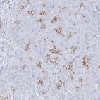 Immunohistochemical staining of human pancreas shows moderate membranous positivity in intercalated ducts.