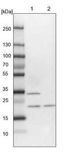 Lane 1: NIH-3T3 cell lysate (Mouse embryonic fibroblast cells)_br/_Lane 2: NBT-II cell lysate (Rat Wistar bladder tumour cells)