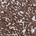 Immunohistochemical staining of human liver shows high expression.