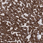 Immunohistochemical staining of human liver shows high expression.