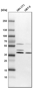 Western blot analysis in mouse cell line NIH-3T3 and rat cell line NBT-II.