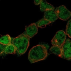 Anti-ZNF302 Antibody