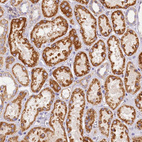 Immunohistochemical staining of human kidney shows strong cytoplasmic/cytoplasmic granular positivity in cells in tubules.