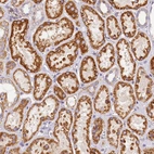 Immunohistochemical staining of human kidney shows strong cytoplasmic/cytoplasmic granular positivity in cells in tubules.