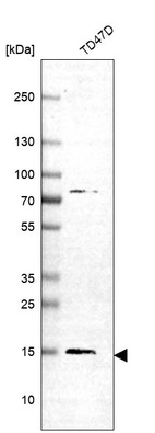 Anti-C11orf52 Antibody