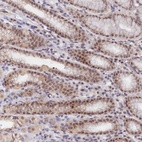 Anti-ANAPC4 Antibody