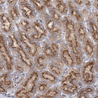 Anti-SEC23IP Antibody