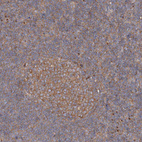 Immunohistochemical staining of human tonsil shows moderate granular cytoplasmic positivity in germinal center cells.