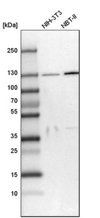 Western blot analysis in mouse cell line NIH-3T3 and rat cell line NBT-II.